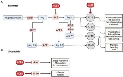 Deciphering mechanisms of action of ACE inhibitors in neurodegeneration using Drosophila models of Alzheimer’s disease